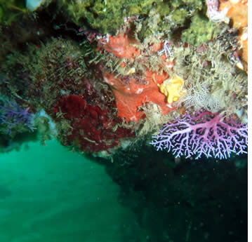 There are many scuba diving sites in Bocas del Toro, Panama