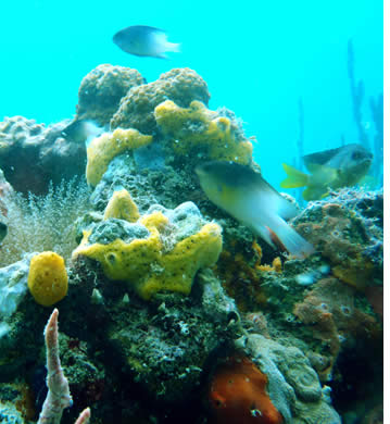 Ci sono molti siti di immersioni subacquee a Bocas del Toro, Panama