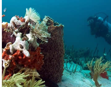 Scuba Diving in Bocas del Toro, Panama
